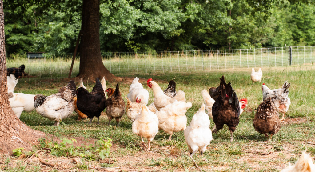 Chickens scratching the ground 