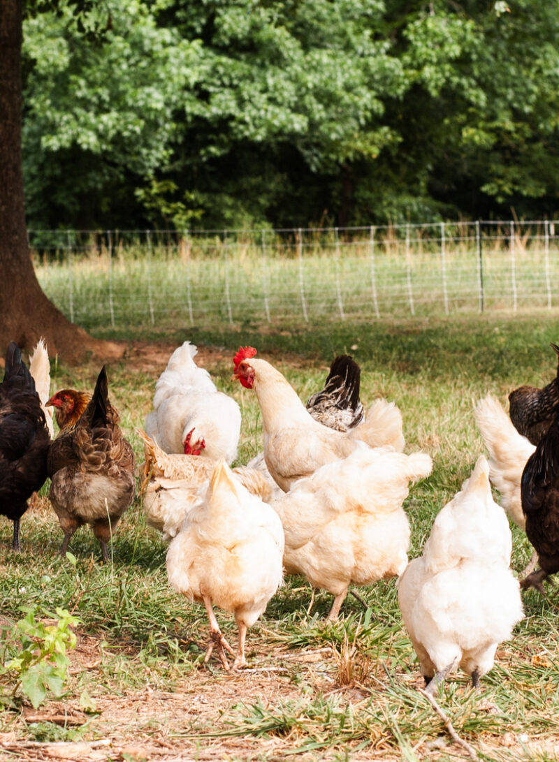 The Best Grit for Chickens and Why it’s Important