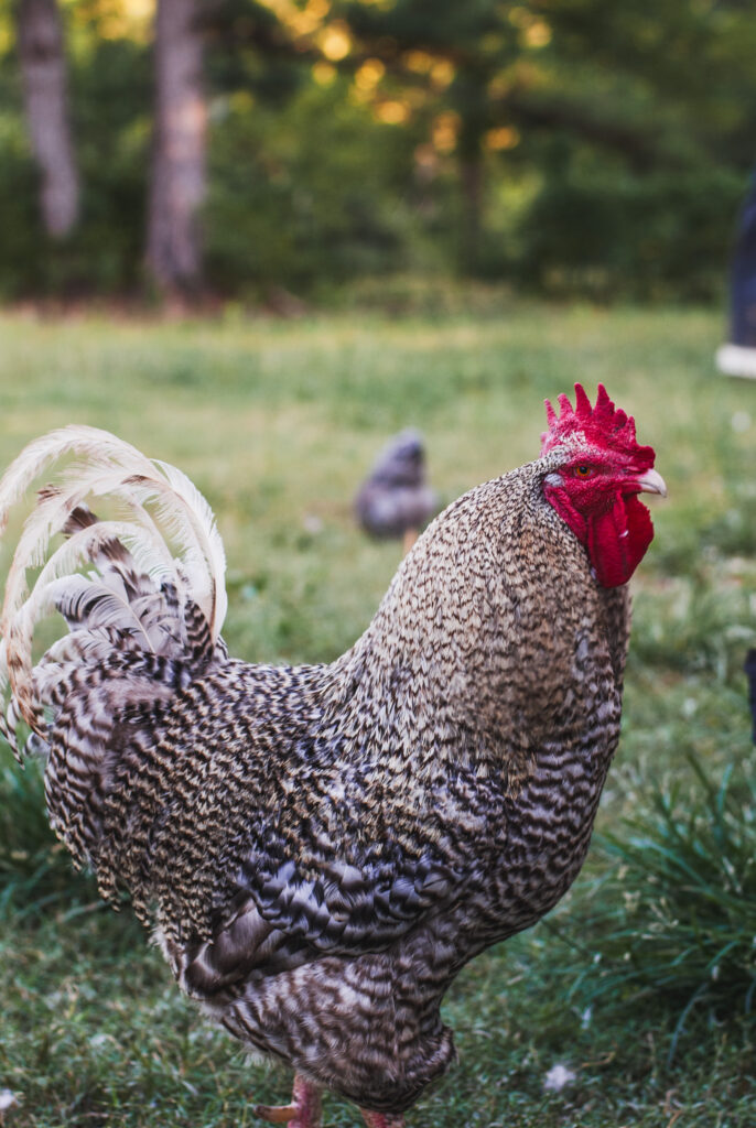 Barred Rock rooster on grass. 