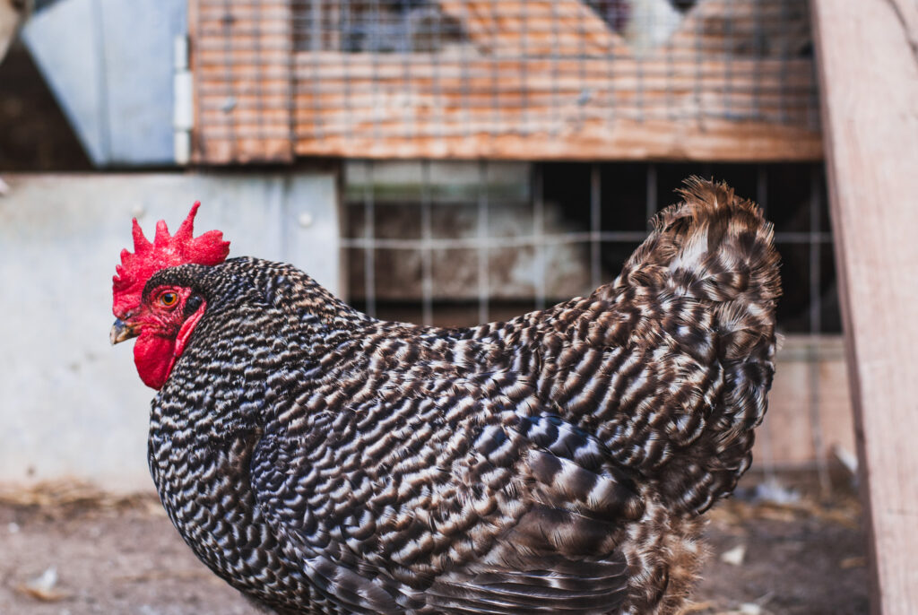 Barred rock chicken in front of chicken coop 