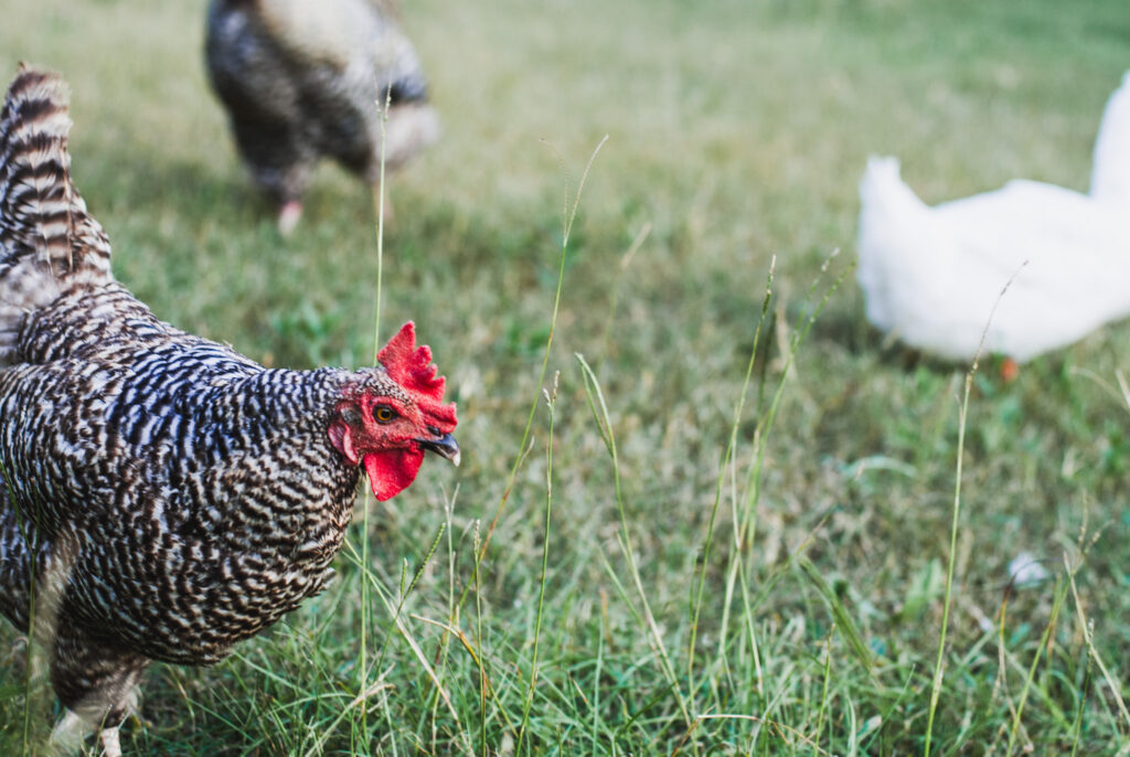 barred rock chicken on grass with other chickens near her 