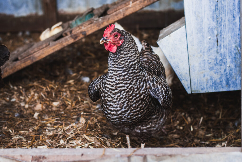 Barred rock chicken in a coop on bedding 