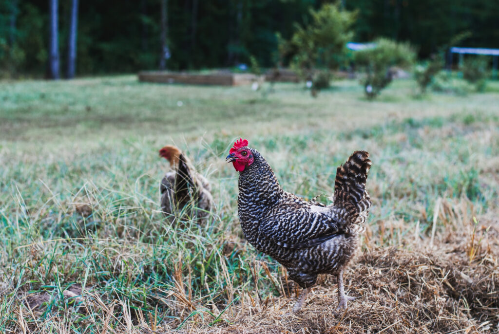 Barred rock chickens on straw. 