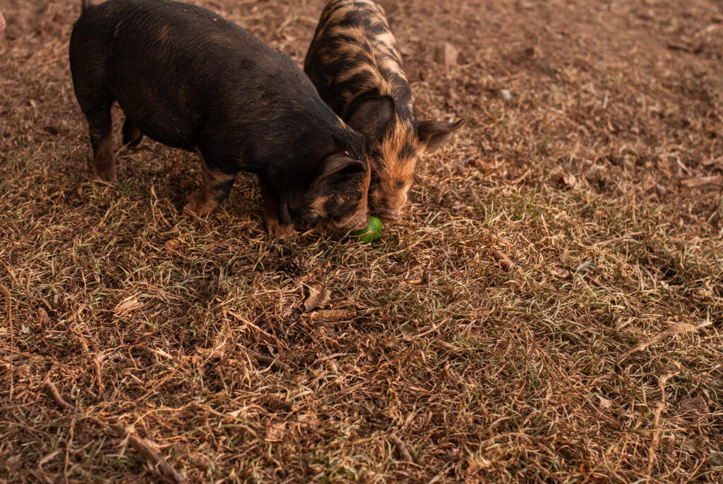 Pig eating a bell pepper