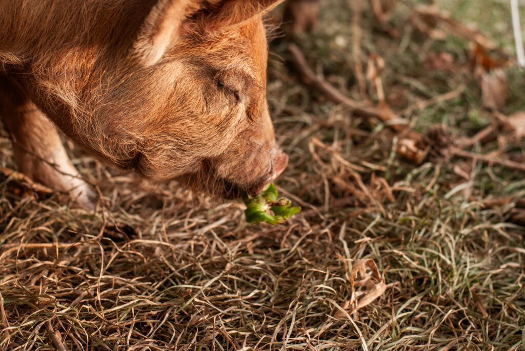 Pig eating a bell pepper 