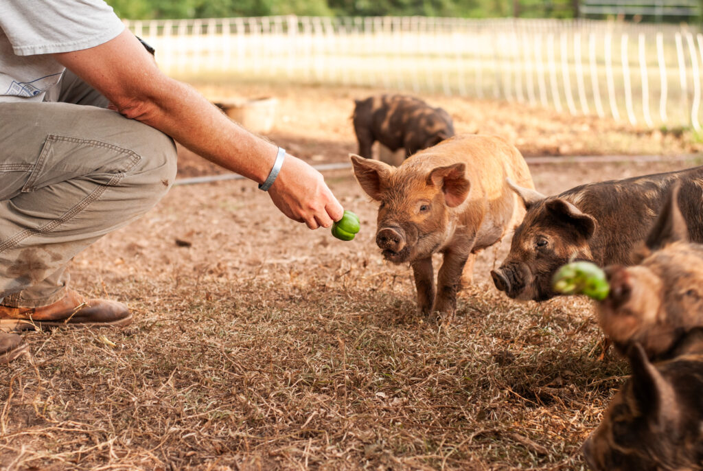 person with outstretched hand feeding piglets a bell pepper. 