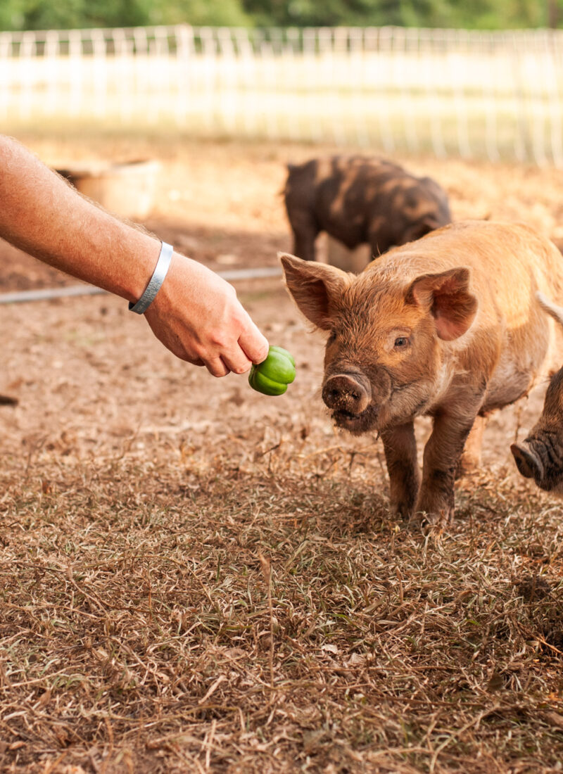 Can Pigs Eat Bell Peppers? Benefits of Peppers