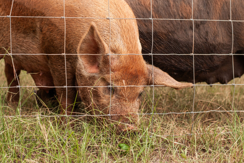 Pig eating a bell pepper 