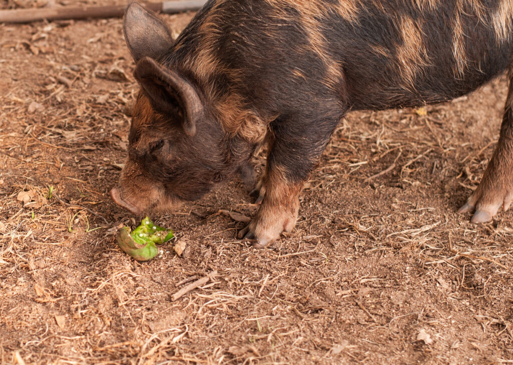 Pig eating a bell pepper 