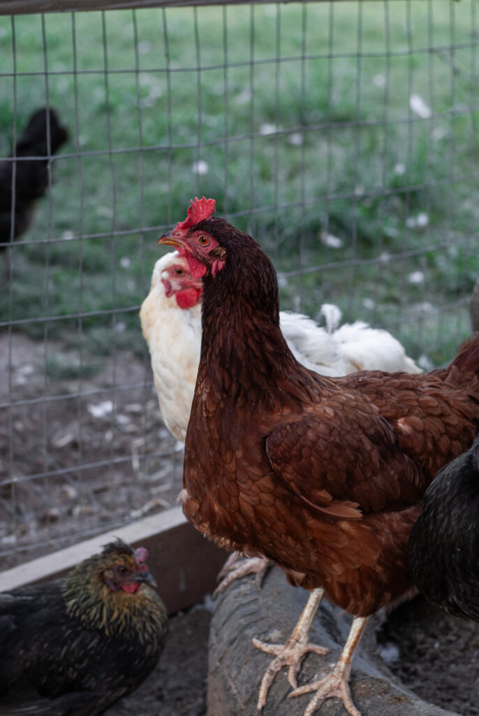 Rhode Island Red chicken 