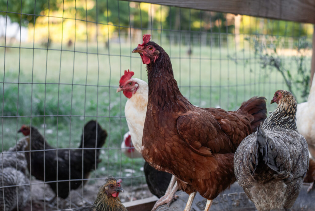 Rhode Island Red Chicken with various other chickens 