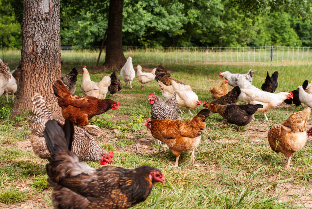 Various chickens on green grass. 