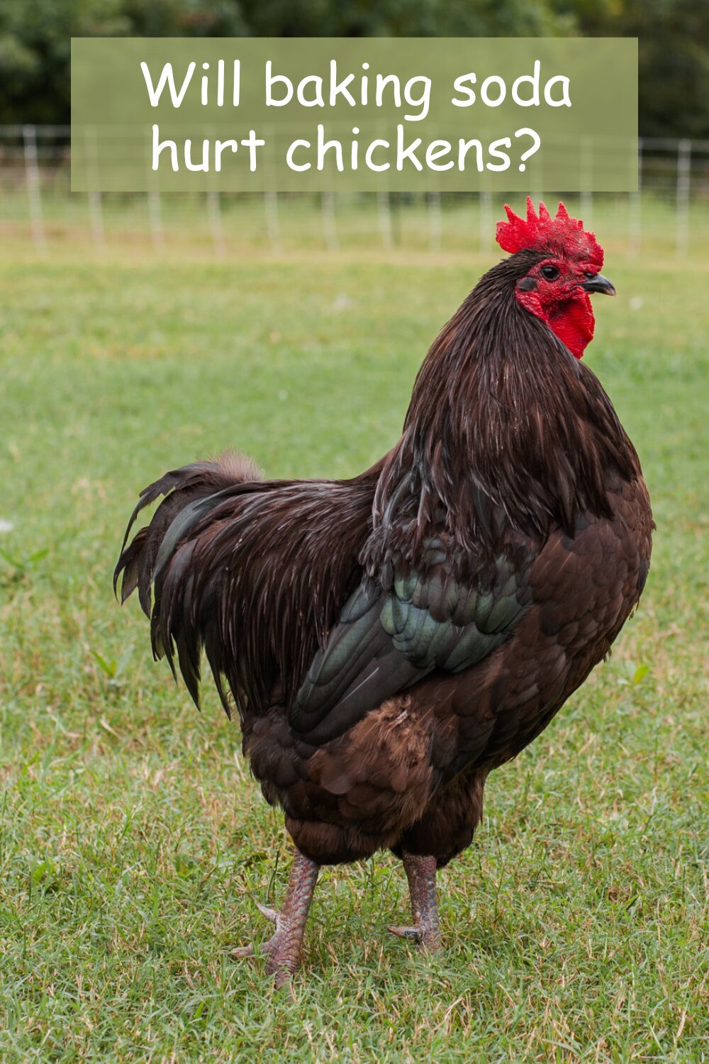 Will Baking Soda Hurt Chickens? Benefits and Risks - The Little Modern Farm