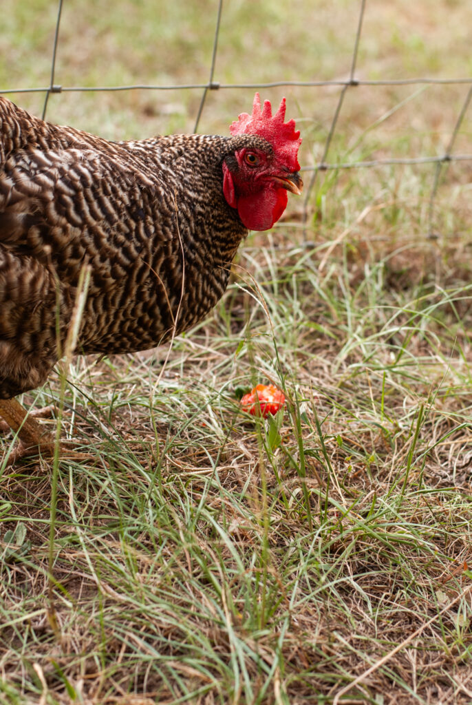 chickens with strawberry tops