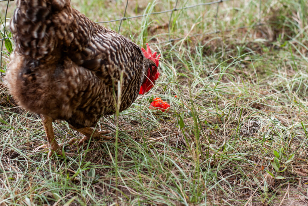 chickens looking at strawberry tops