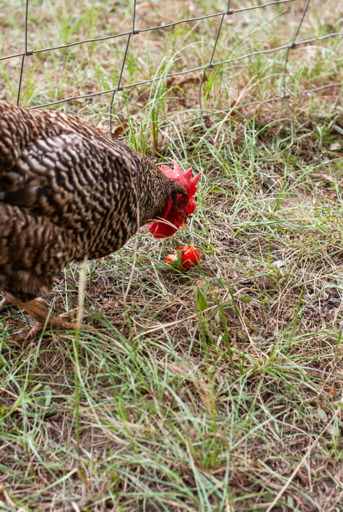 chicken looking at strawberry top 