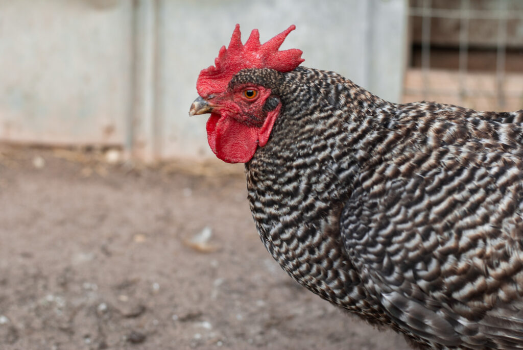 Barred rock chicken in a yard. 