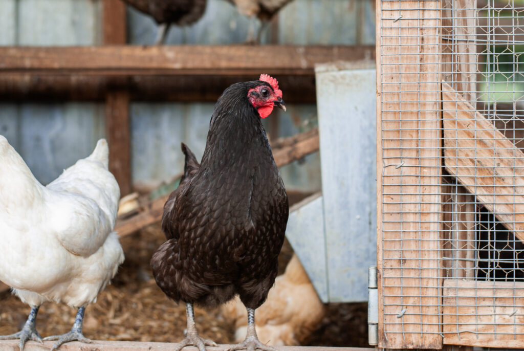 Chickens in a chicken coop 