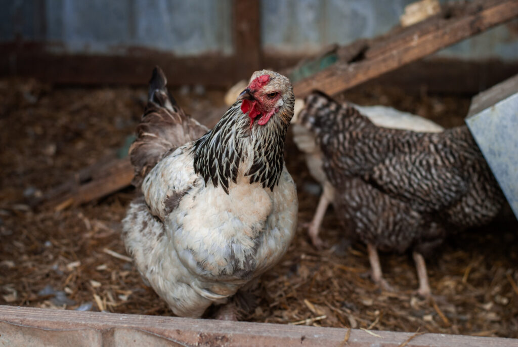 Chickens in a chicken coop 