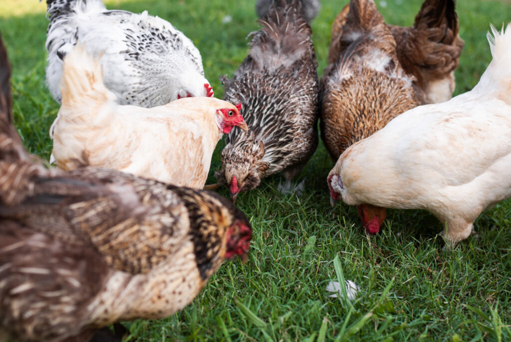 Chickens pecking the ground 