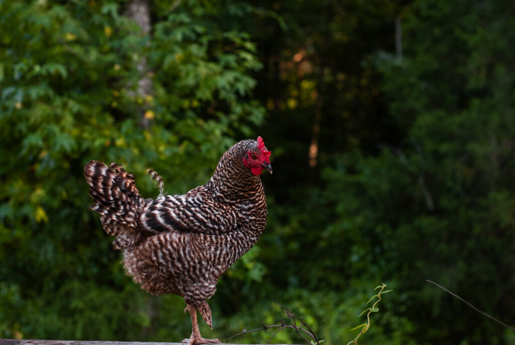 Chicken on a fence post with green in the background 