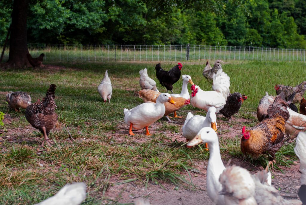 geese, chickens, and ducks together on grass. 