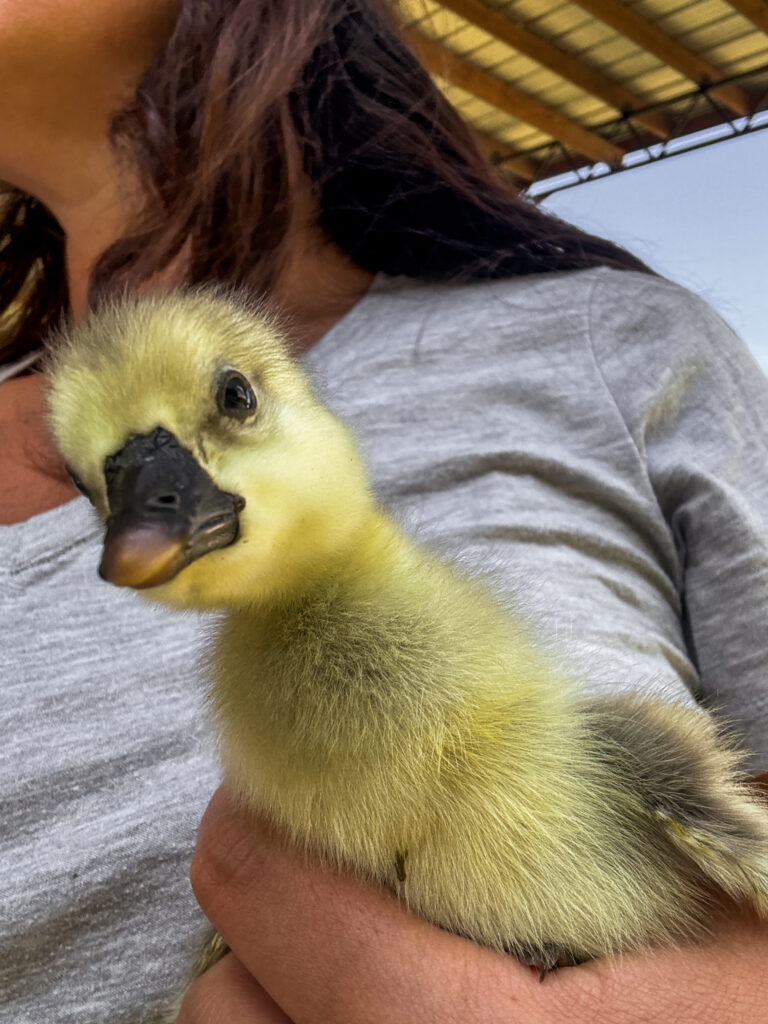 gosling in a woman's hand 