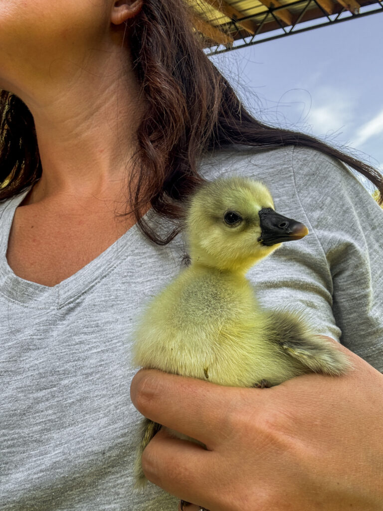 woman holding a gosling 