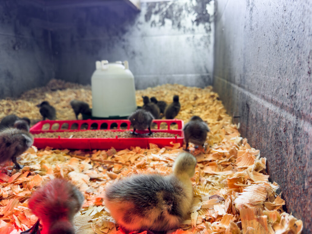 Gosling in a brooder 