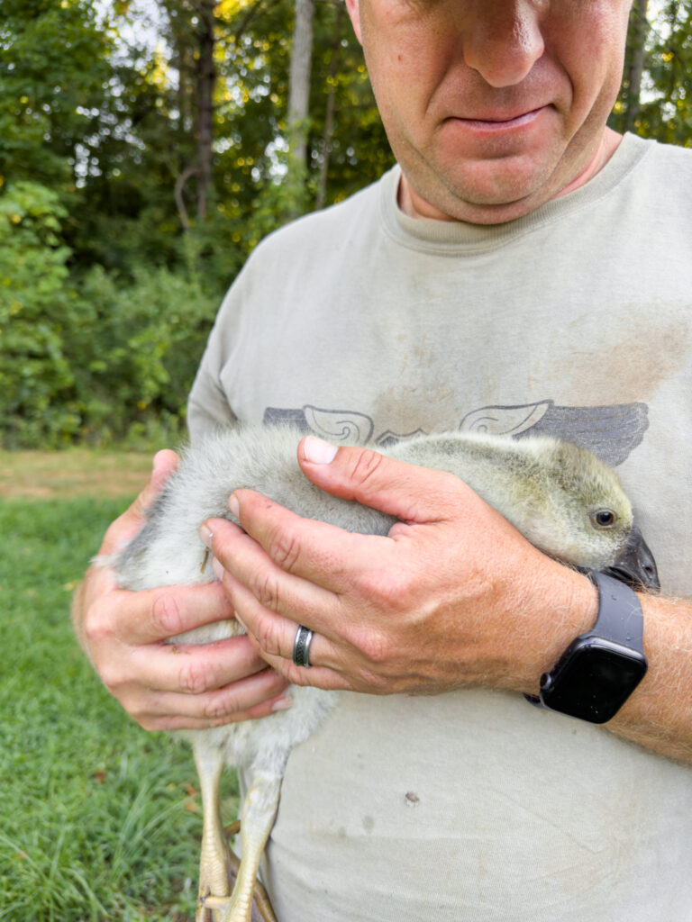 Man holding a goose 