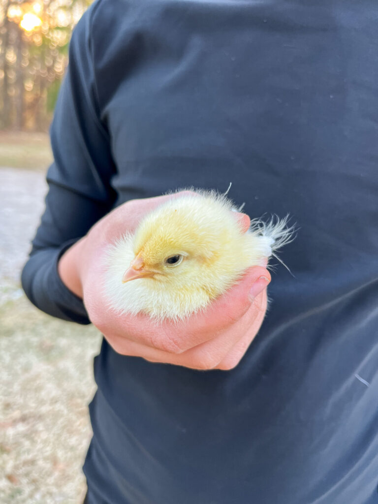 yellow baby chick in hand of boy with black shirt 