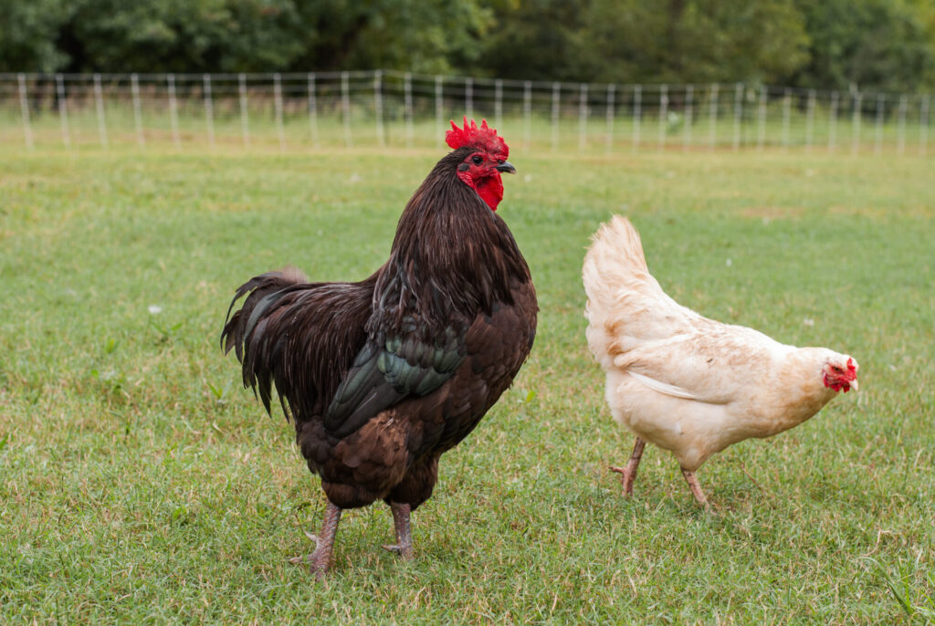 Black rooster and white chicken on green grass