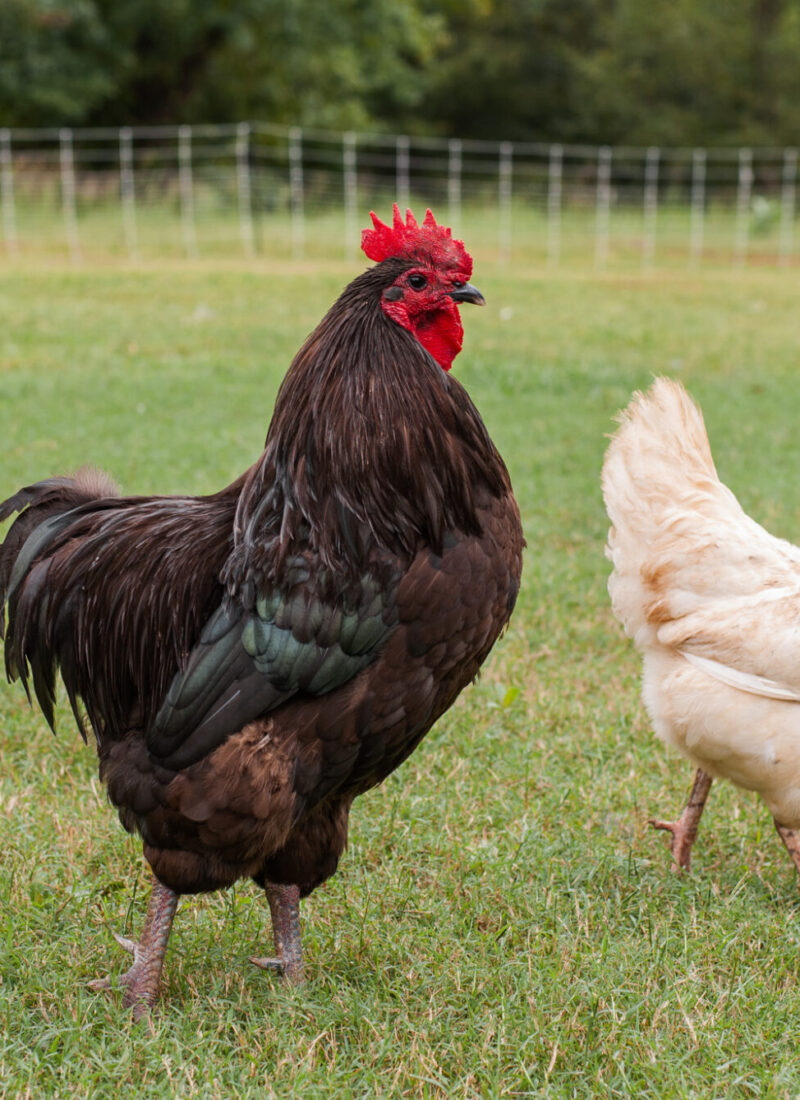 Will Baking Soda Hurt Chickens? Benefits and Risks 