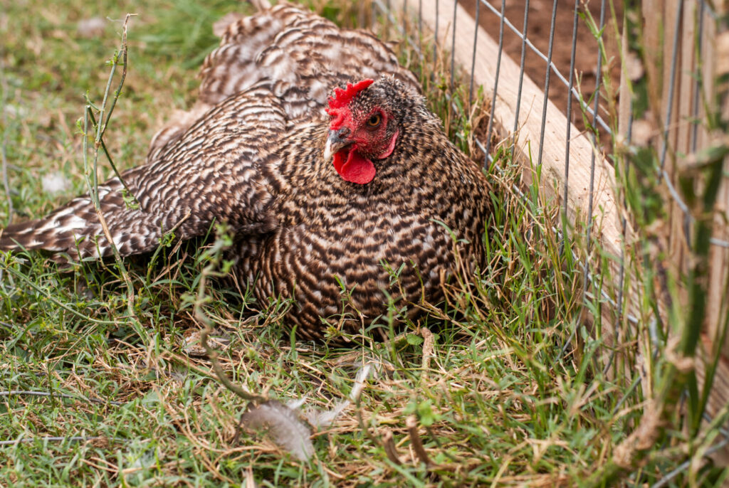 Chicken laying with wing out on grass. 