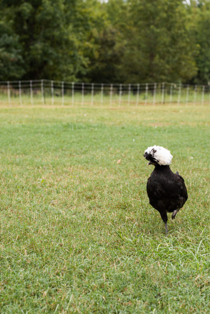 Polish chicken on green grass. 