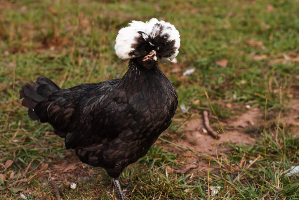 Polish chicken on greed grass 