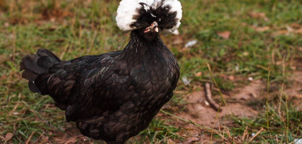 The Most Beautiful Chicken Breeds You Need In Your Flock