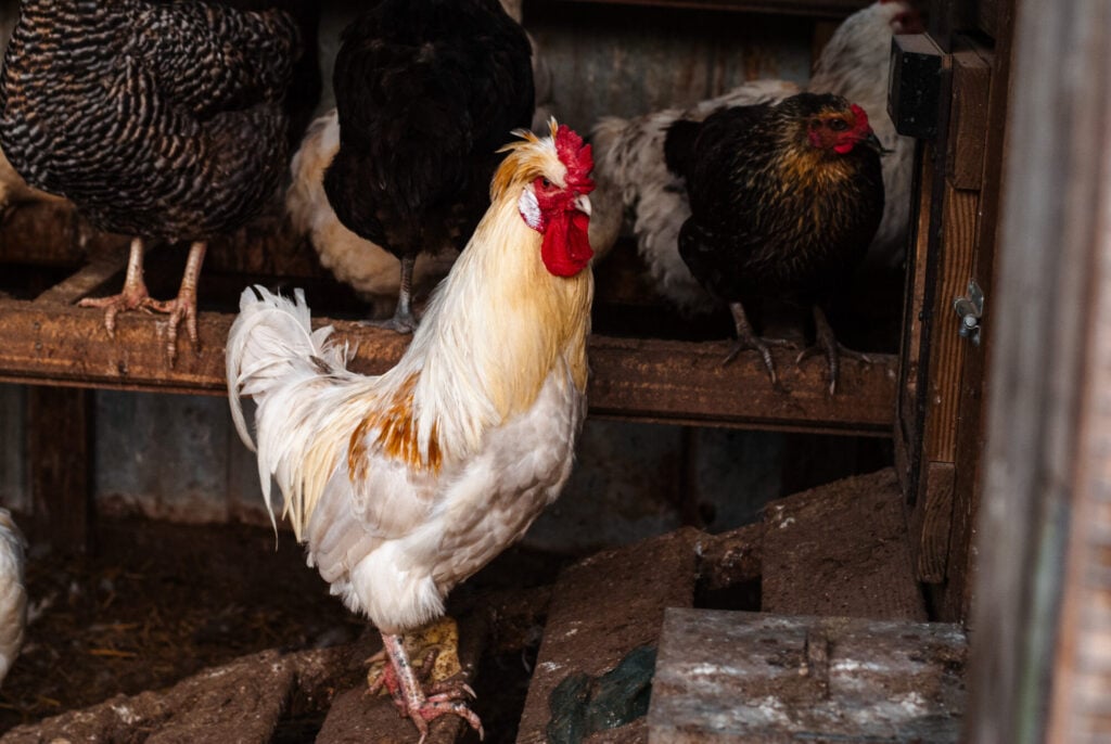 White Silkie rooster standing inside a backyard chicken coop, illustrating rooster-to-hen ratios and flock management.