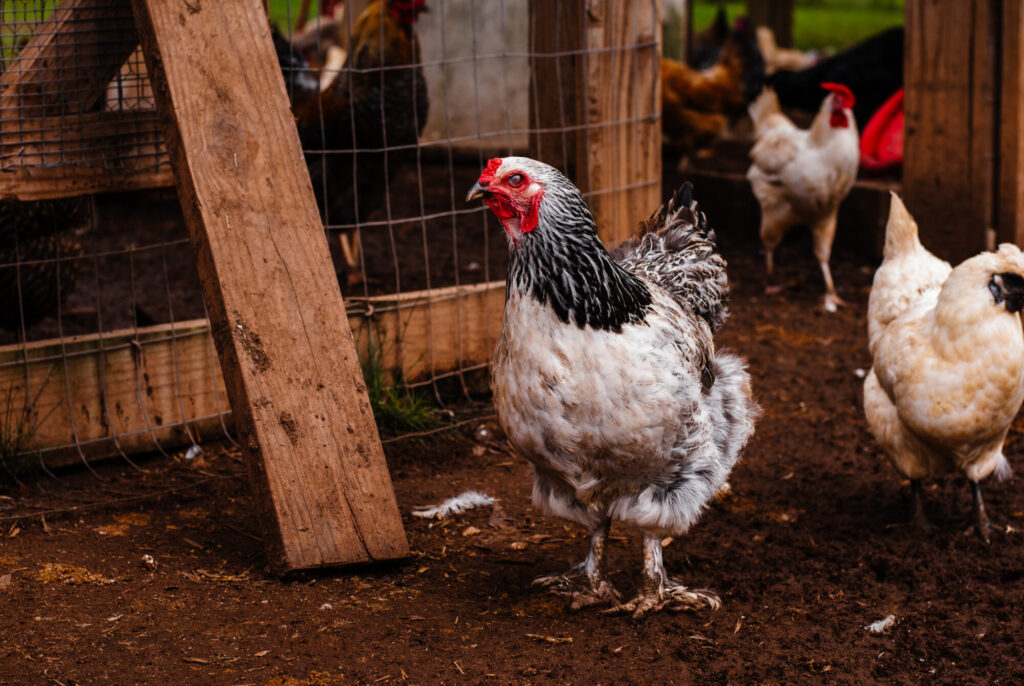 Brahma chicken with other chickens 