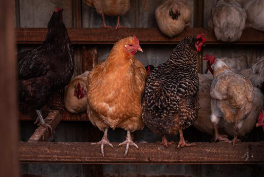 Various chicken breeds on a roost 