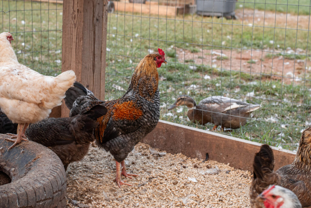 Bielefelder chicken  in a coop 