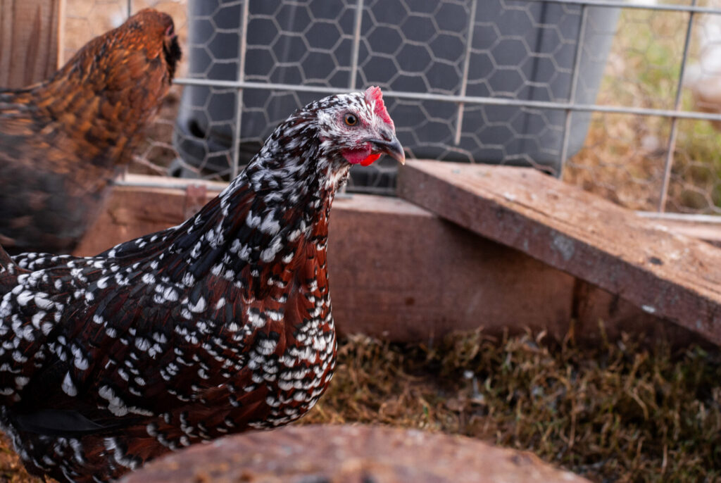 Speckled Sussex Chicken