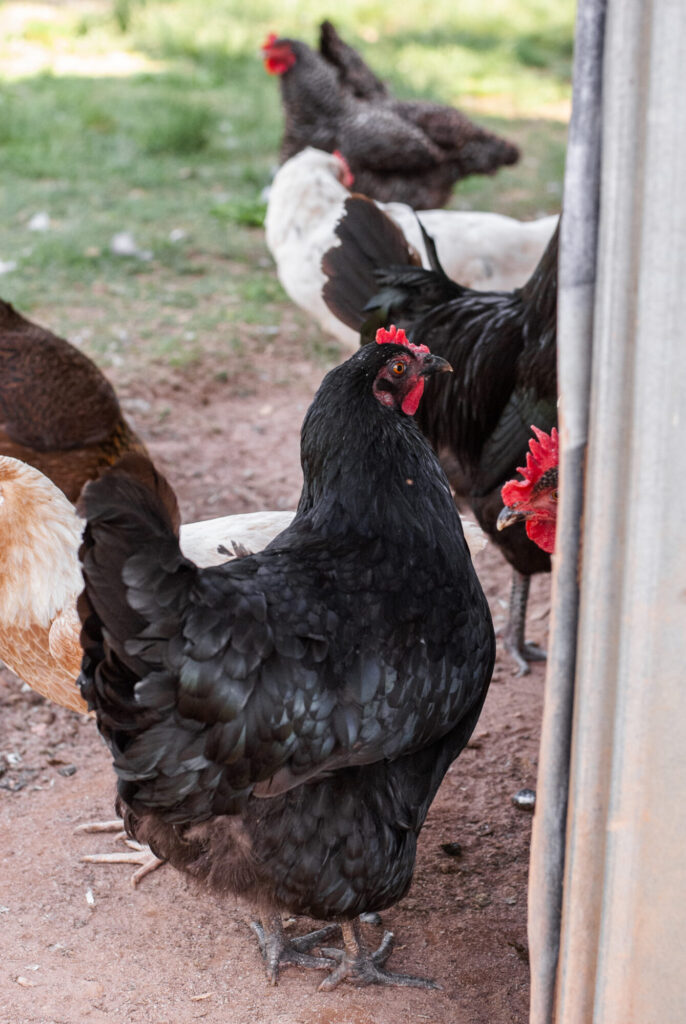 Black australorp chicken 