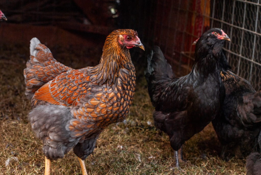 Blue laced red wyandotte with black Ameraucana 