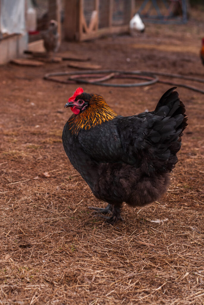 Black copper maran chicken 