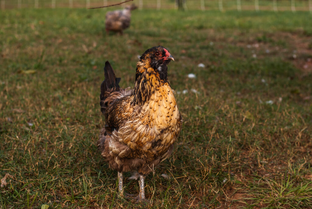 Ameraucana  on green grass 