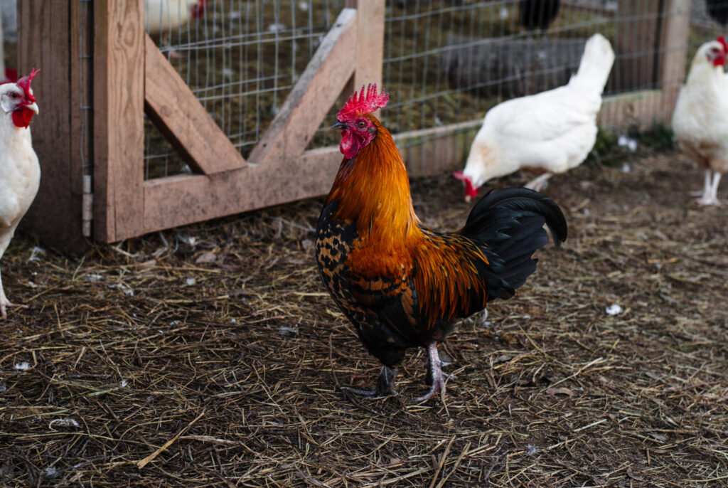 Barnyard mix orange rooster with multiple chickens in background 