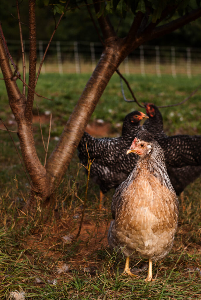 Cream Legbar chicken on grass 