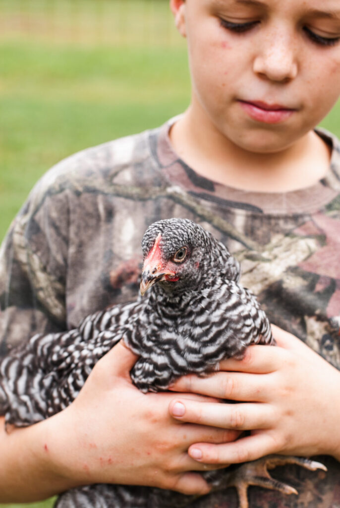 Boy holding barred Plymouth Rock chicken 