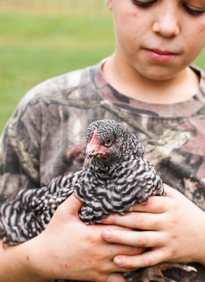 The Top 10 BEST Cold Hardy Chicken Breeds 